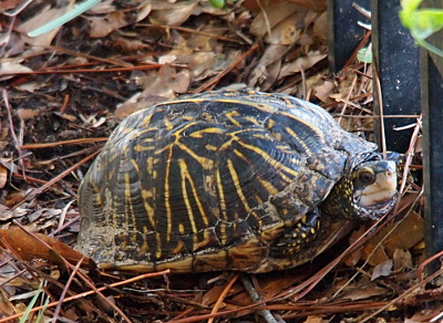 [The turtle has its head pulled mostly back into its shell. The shell is dome-shapedand dark green with yellow lines and markings all over the shell. Its head it green on top and beige under the eyes, across the nose, and around the mouth.]